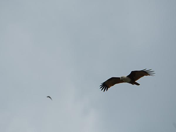 <h3><a href="/trips/srilanka/biota/animalia/chordata/aves/017 accipitriformes/004 accipitridae/haliastur indus/haliastur indus-nl.html">Haliastur&nbsp;indus</a> / Brahminy&nbsp;kite / Brahmaanse&nbsp;wouw</h3>NIKON D500 met AF-S Nikkor 80-400mm f/4.5-5.6G ED VR, 1/800 sec  bij F8.0, ISO 200, afstand 50.1&nbsp;m